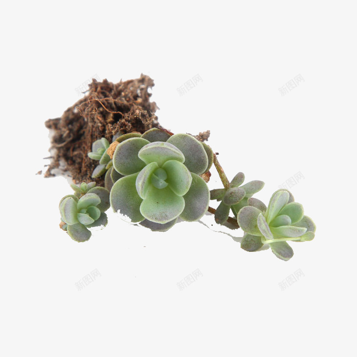 多肉植物png免抠素材_新图网 https://ixintu.com 多肉类 植物 盆景 绿色