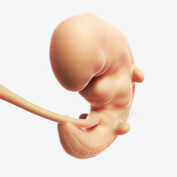 未发育成熟的胎儿素材