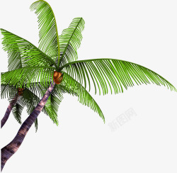夏日海报清凉椰子树素材