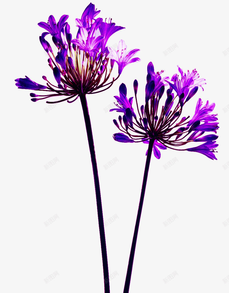 紫色花朵花枝花蕊png免抠素材_新图网 https://ixintu.com 紫色 花朵 花枝 花蕊
