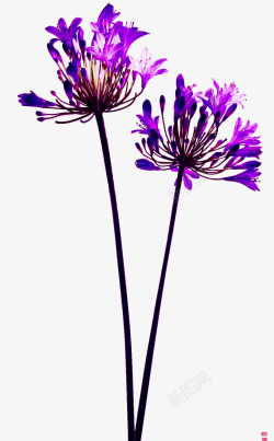 紫色花朵花枝花蕊素材