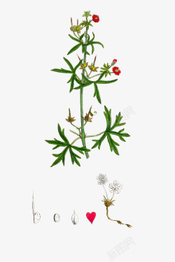 多年生肉质手绘天竺葵植株高清图片