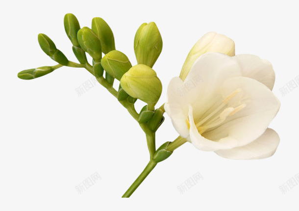 白色花朵花枝绿色花苞png免抠素材_新图网 https://ixintu.com 白色 绿色 花朵 花枝 花苞