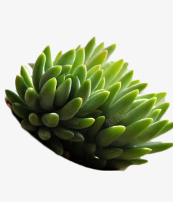 宝石花多肉植物高清图片