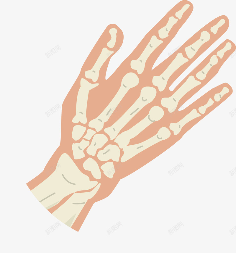 手部骨骼结构png免抠素材_新图网 https://ixintu.com 手指结构 手账 指关节 矢量素材 骨骼