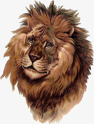 狮子头像png免抠素材_新图网 https://ixintu.com 公狮子 动物 卡通狮子 手绘狮子 雄狮