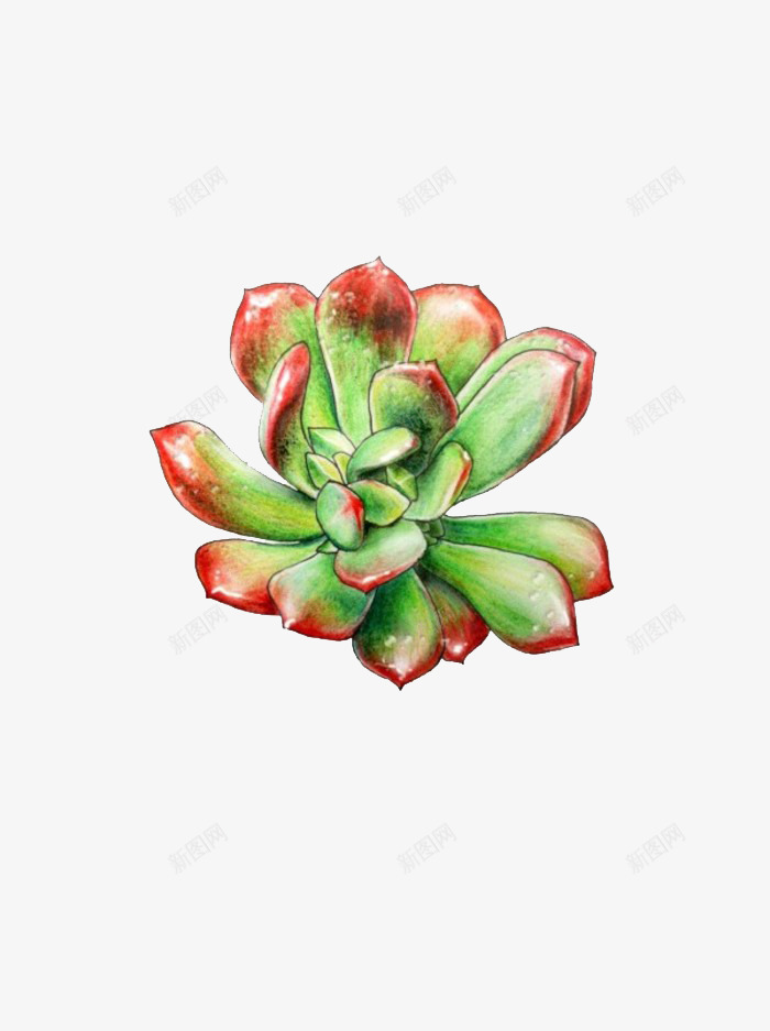 彩铅多肉png免抠素材_新图网 https://ixintu.com 多肉 多肉植物 彩铅 手绘 植物 水彩 红色边角 绿色植物