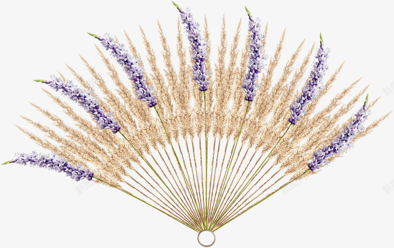 花枝扇子png免抠素材_新图网 https://ixintu.com 扇子 漂亮扇子 花枝
