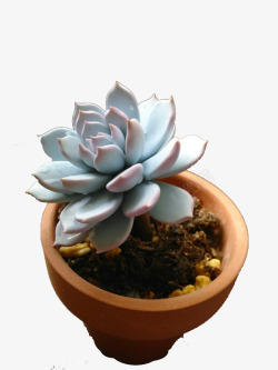 圆肉圆盆中的蓝色植物高清图片