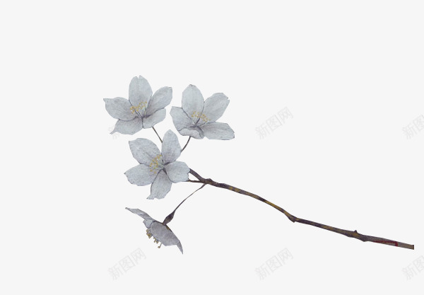 花枝png免抠素材_新图网 https://ixintu.com 古风 白色 花朵 花簇