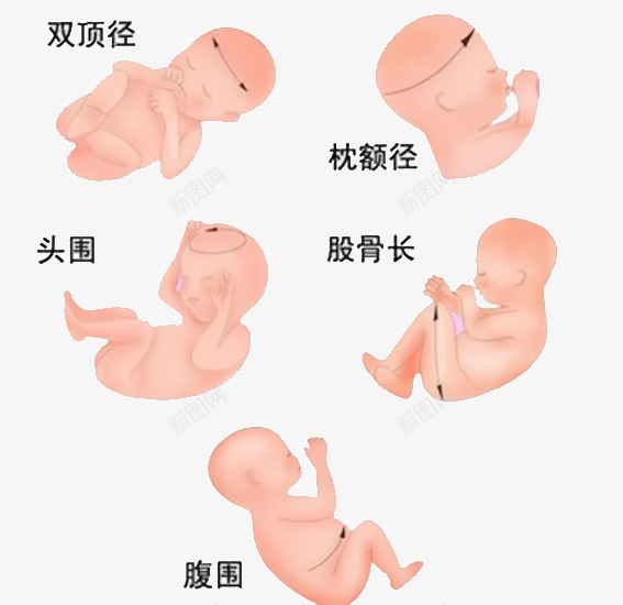 宝宝胚胎体检png免抠素材_新图网 https://ixintu.com 仪器检测 健康体检 宝宝 正常发育 监控 胚胎