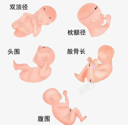 正常发育宝宝胚胎体检高清图片