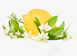 柠檬可爱花朵素材