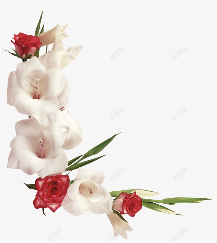 红色白色真花朵png免抠素材_新图网 https://ixintu.com 彩色 手绘 玫瑰花 现代 白色 真花朵 红色 背景 设计 韩式