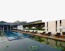 泰国清迈开满睡莲的现代酒店素材