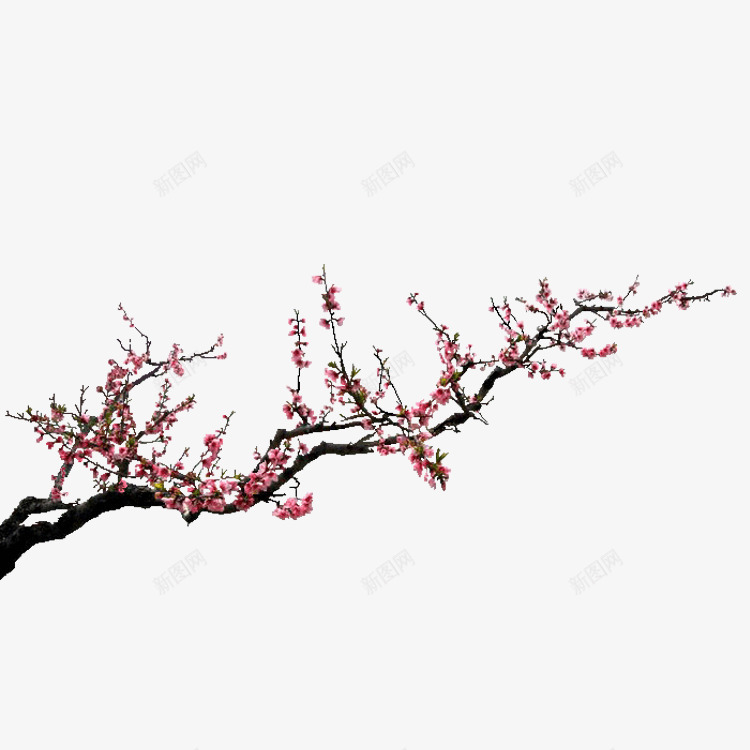 桃花红色桃花花枝png免抠素材_新图网 https://ixintu.com 桃花 红色 花枝