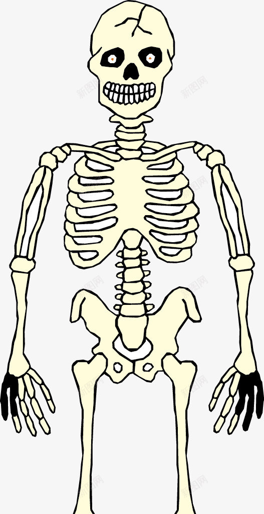 人体骷髅矢量图ai免抠素材_新图网 https://ixintu.com 医院 效果 框架 解刨 矢量图