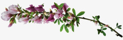 紫色花朵花枝树枝枝头素材