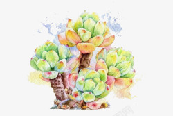 绿色多肉植物素材