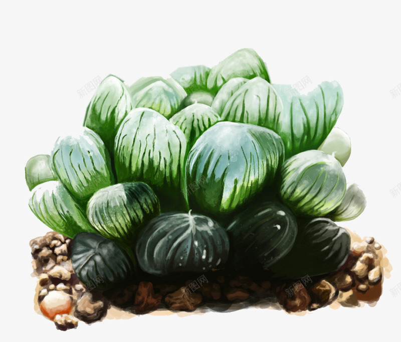 手绘绿色多肉植物png免抠素材_新图网 https://ixintu.com 手绘 植物 水墨绿 绿色 装饰