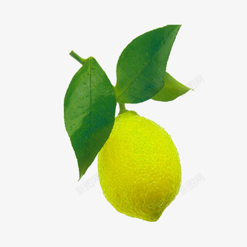 一个柠檬和叶子png免抠素材_新图网 https://ixintu.com 一个 一个柠檬和叶子图片素材免费下载 叶子 柠檬 柠檬叶 水果 绿叶