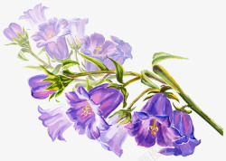 手绘紫色喇叭花素材
