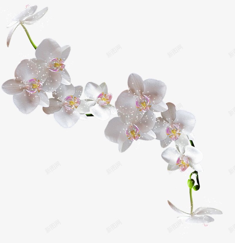 白色花朵花枝发光装饰png免抠素材_新图网 https://ixintu.com 发光 白色 花朵 花枝 装饰