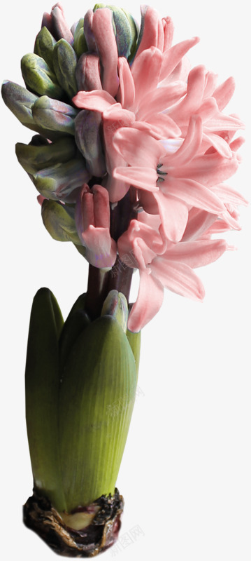 粉色花朵多肉植物png免抠素材_新图网 https://ixintu.com 多肉植物 植物实拍 粉色花朵
