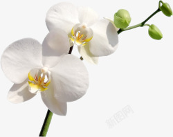 白色花朵花枝素材