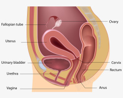 母体子宫侧析图素材