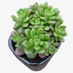 奇趣多肉植物素材