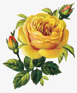 盛开黄色玫瑰素材