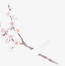 白色花枝手绘插画素材