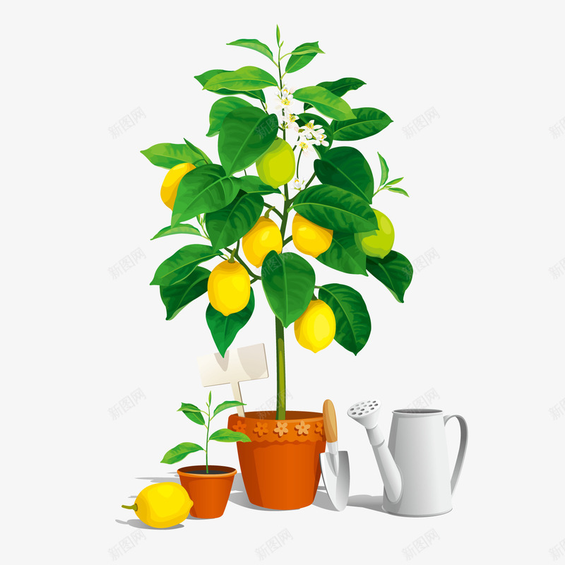 柠檬树盆栽矢量图ai免抠素材_新图网 https://ixintu.com 柠檬树 植物素材 水壶 盆栽 矢量图