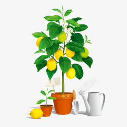 柠檬树盆栽矢量图素材