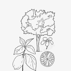 黑白半透明柠檬树半个柠檬柠檬简笔画图标高清图片