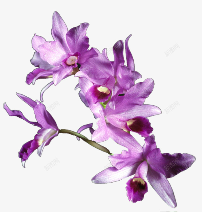 紫色兰花png免抠素材_新图网 https://ixintu.com 兰花 花朵 花枝 鲜花