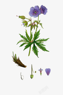 多年生肉质手绘天竺葵高清图片