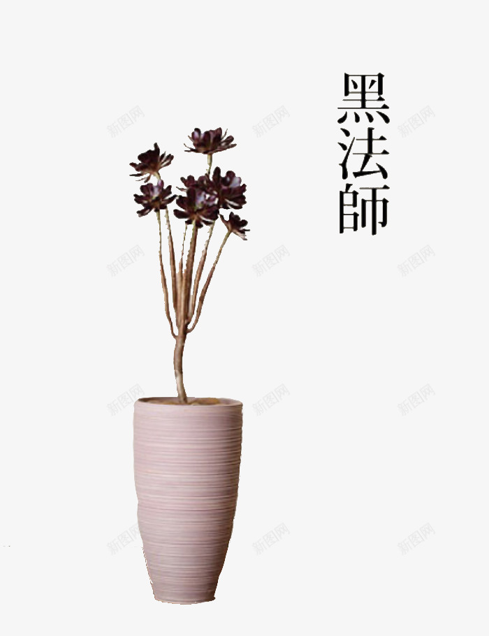 长形盆中的黑法师png免抠素材_新图网 https://ixintu.com 多肉 多肉植物 实物 植物 盆栽 长形盆 黑法师