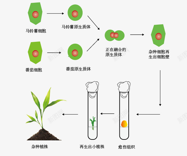 植物体细胞融合照片png免抠素材_新图网 https://ixintu.com 植物 示意图 结构 试管