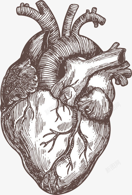 手绘黑色人体器官心脏png免抠素材_新图网 https://ixintu.com 人体器官 医学 医院 器官 心脏 心脏科 心脏素描