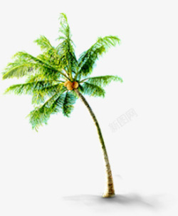 夏日插画海边椰子树素材