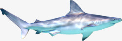 夏日海报鲨鱼卡通效果素材