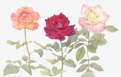 玫红玫瑰花花朵高清图片