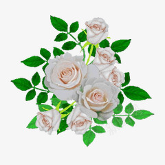 白色玫瑰盛放花枝png免抠素材_新图网 https://ixintu.com 玫瑰 白色 盛放 花枝