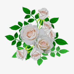 白色玫瑰盛放花枝素材