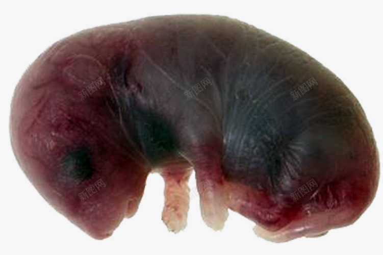 哺乳动物胚胎png免抠素材_新图网 https://ixintu.com 可爱 哺乳动物 宝宝 小老鼠 胖嘟嘟 胚胎 黑色
