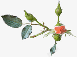 漂亮花叶素材