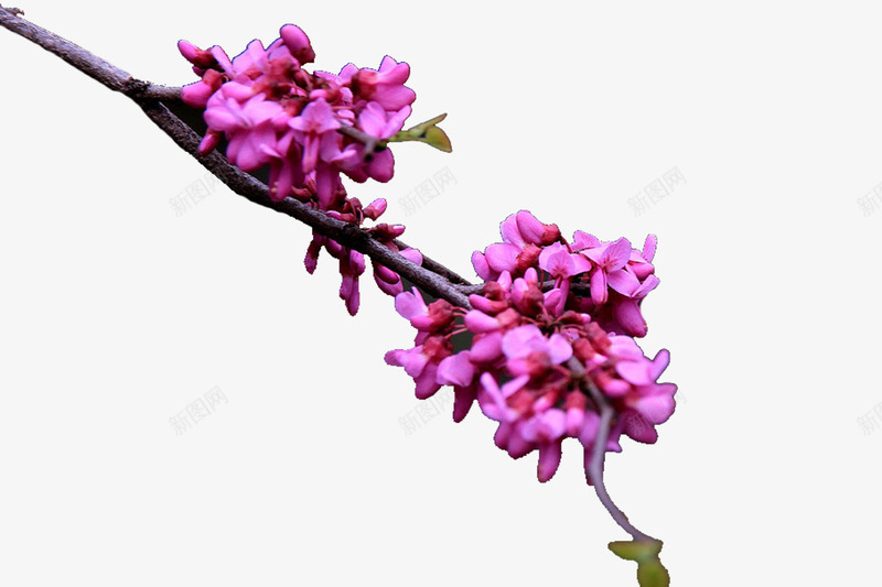 紫金花植物png免抠素材_新图网 https://ixintu.com 素材 紫金花 花朵 花枝