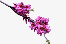 紫金花植物素材
